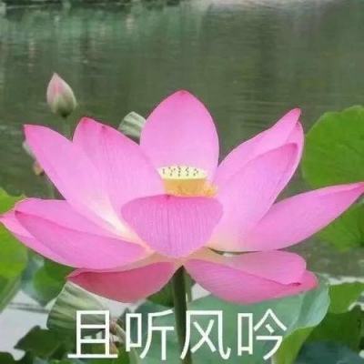 广东用新科技破解保鲜难题——一年四季吃荔枝有望成真
